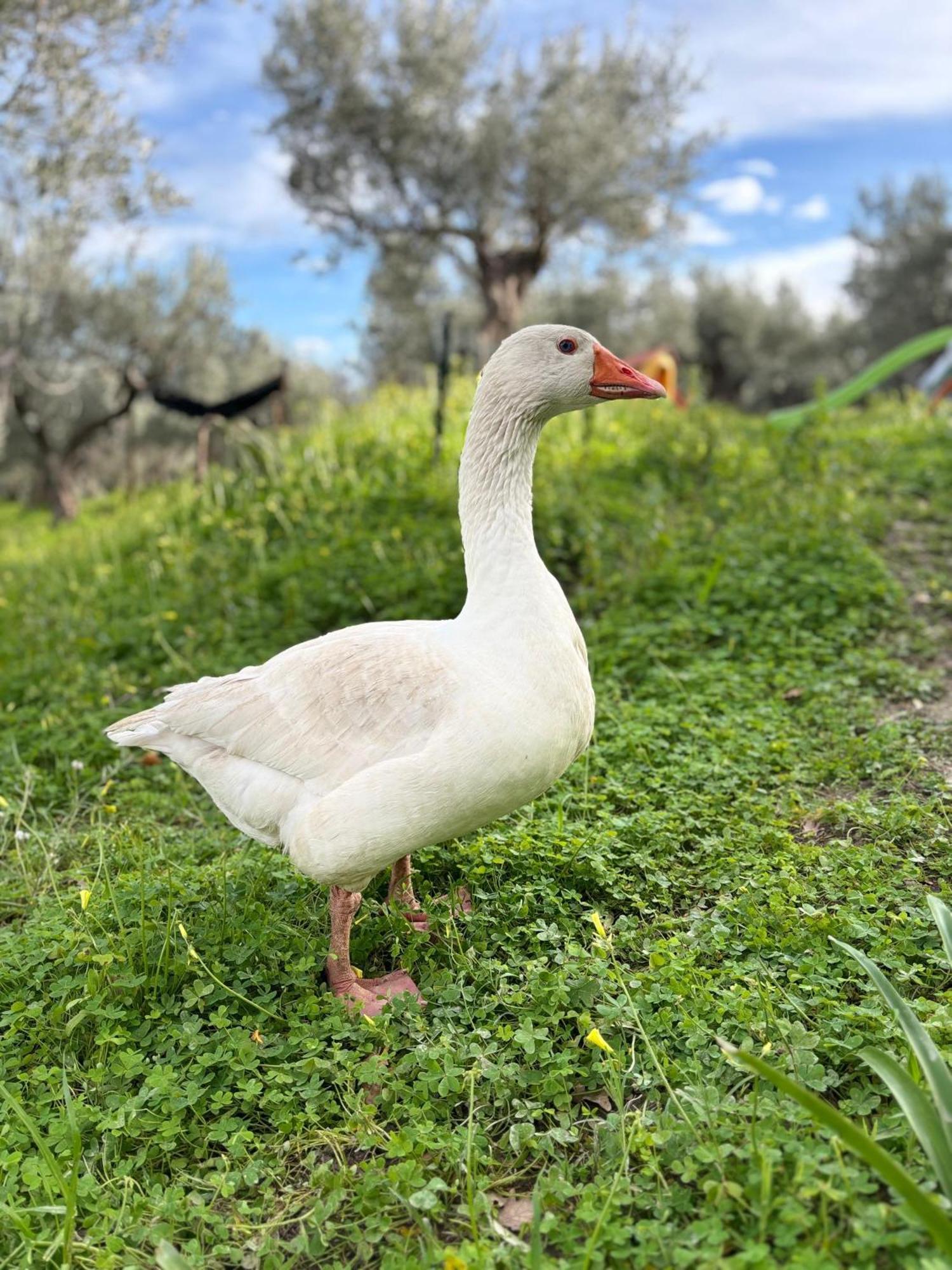 SarrotinoCasale Carolea公寓 外观 照片